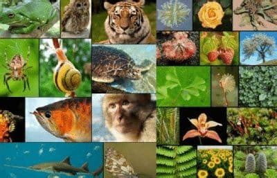 Keanekaragaman Makhluk Hidup Gambar