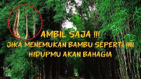 Kebahagiaan Bambu