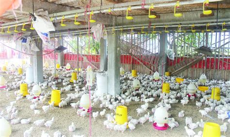 kebersihan poultry farm