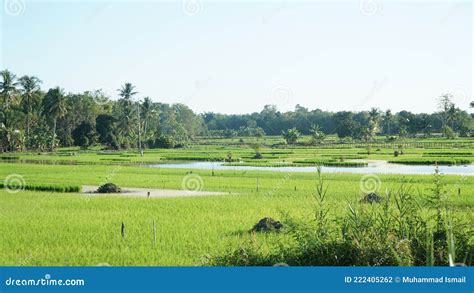 Kecoa Sawah