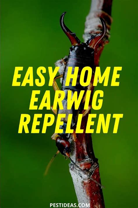 List Of How To Get Rid Of Earwigs Inside Your House 2022