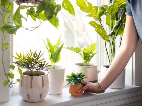 Mother Hen's Homestead 5 Tips to Keep your Houseplants Happy and