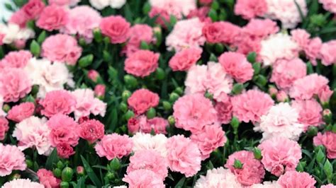 Keep Carnations Alive Longer