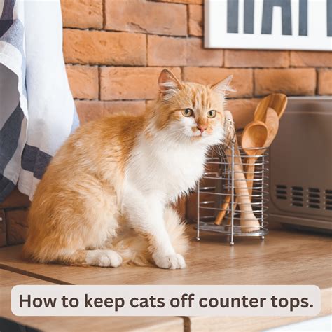 keep cats off counter