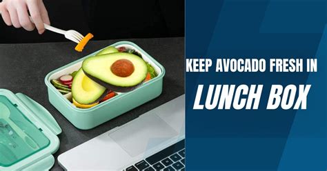Keep Fresh Collapsible Lunch Box