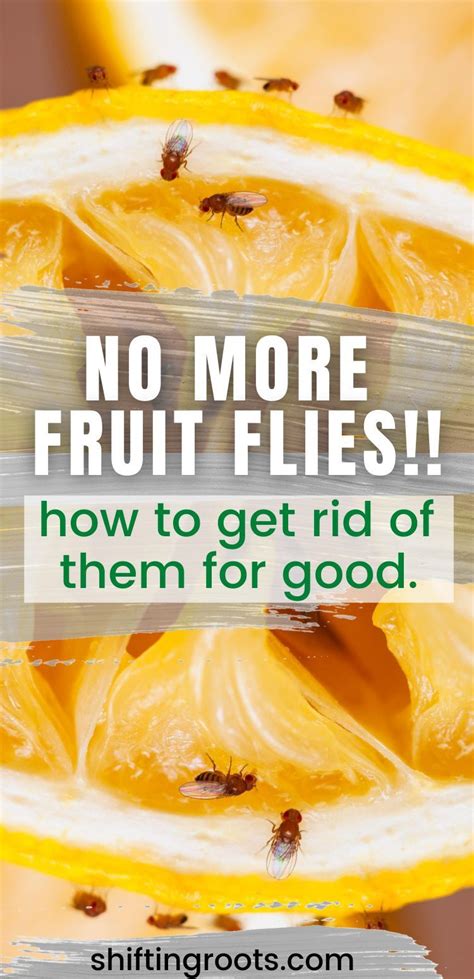 How to Get Rid of Fruit Flies (It’s Not What You Think) in 2020 Fruit flies, Fruit, Fruit recipes