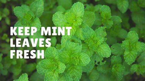 keep mint leaves fresh