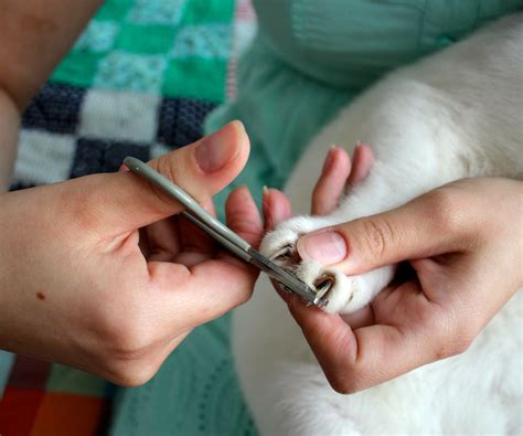keep pet's claws trimmed