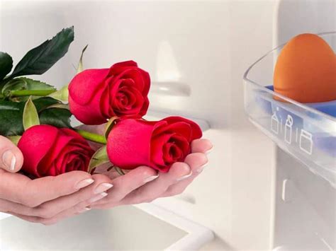 Keep Roses In Fridge