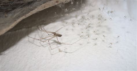 How to Keep Spiders Out of Your Basement: A Comprehensive Guide