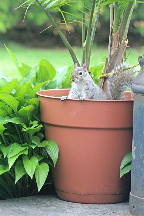 keep squirrel out of garden