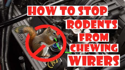 Keep Squirrels From Chewing Car Wires