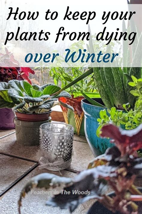 Mother Hen's Homestead 5 Tips to Keep your Houseplants Happy and