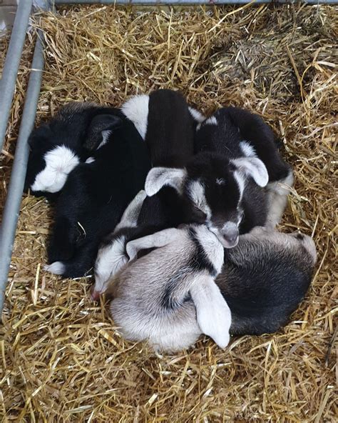 keeping goats in winter