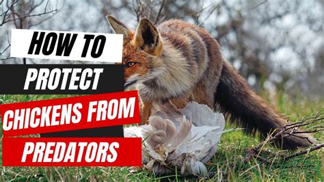 Keeping Predators Away From Chickens