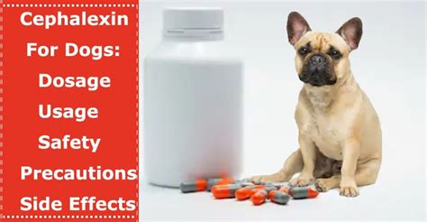 keflex side effects in dogs keflexinfo24