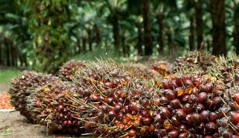 Tips Tanaman Mengetahui Sejarah Pokok Kelapa Sawit Di Malaysia | Images