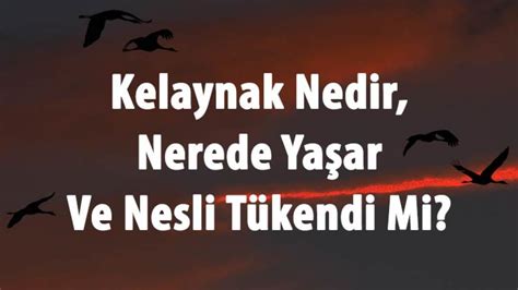 kelaynak kaç yıl yaşar