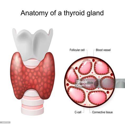kelenjar tiroid