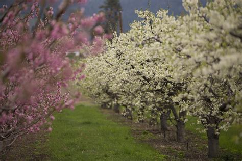 Kelowna Native Flowers