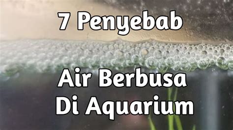 20 Desain Aquarium Ikan Cupang Terbaik Bertema Aquascape