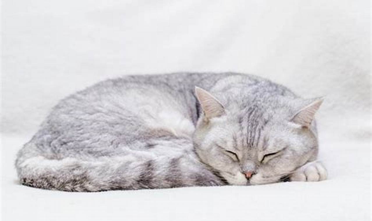 Kenapa Kucing Sering Tidur? Alasan di Balik Kebiasaan Tidur Kucing