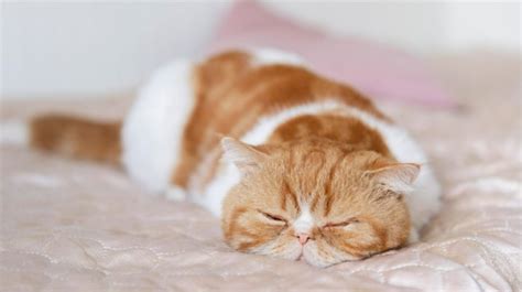 kenapa kucing sering tidur