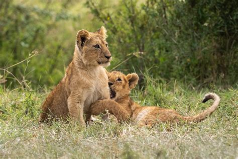 Discover Kenya's Hidden Treasures: Unveiling Wonders of the Safari Land