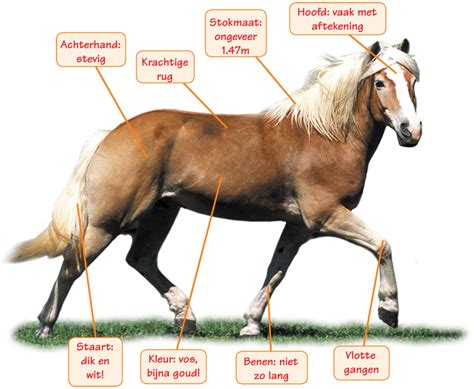 kenmerken van een paard