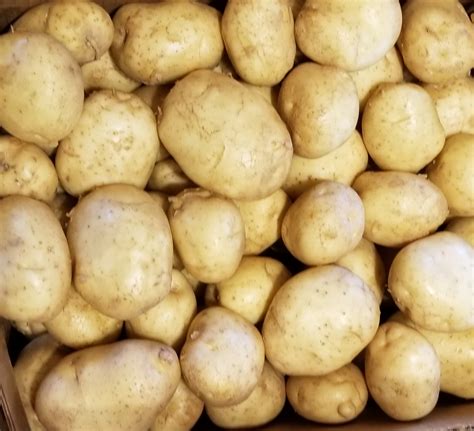 Kennebec White Potatoes