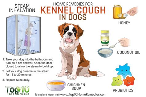 Kennel cough