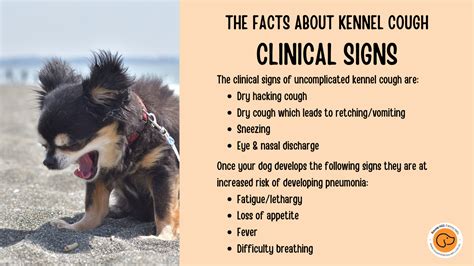 Kennel Cough Upper