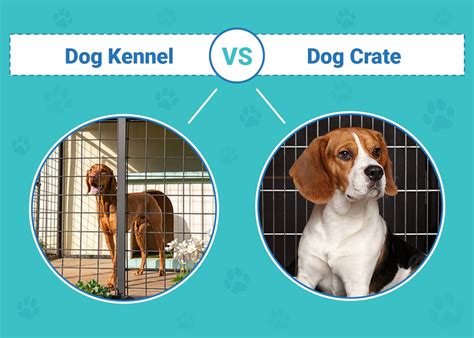Kennels And Crate Difference