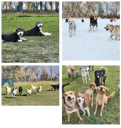 Kennels Edmonton Area