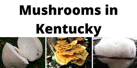 [Updated] Kentucky Mushroom Forager Map! PC / iPhone / iPad App (Mod