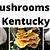 kentucky mushroom guide 2021
