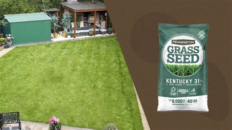 Kentucky 31 Grass Seed Coverage