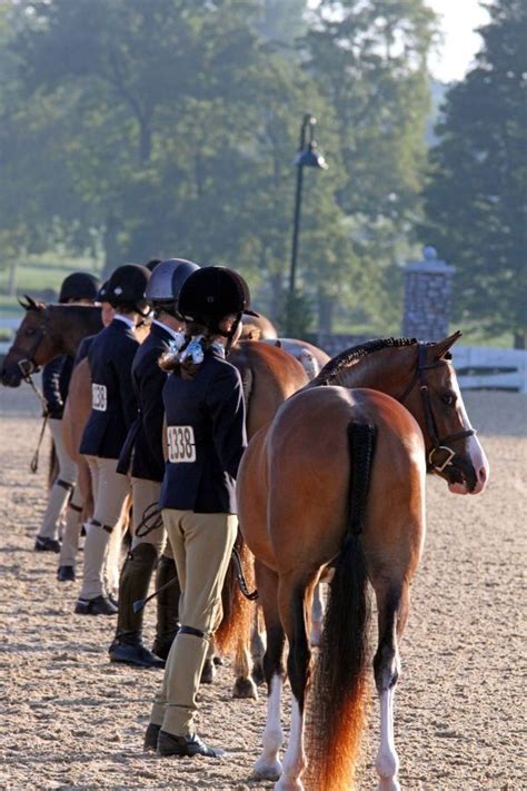 kentucky horse park horse show results