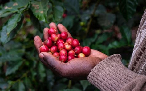 kenyan coffee cherries