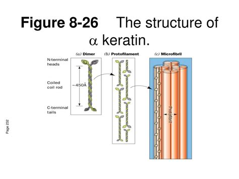 Keratin Protein Structure And Function