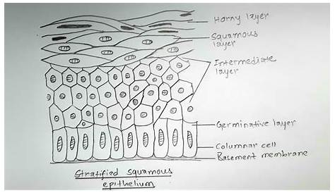 Keratinized Stratified Squamous Epithelium Drawing PPT Simple PowerPoint Presentation