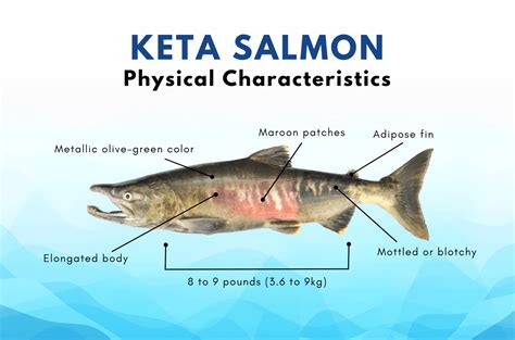 Keta Salmon Fillets