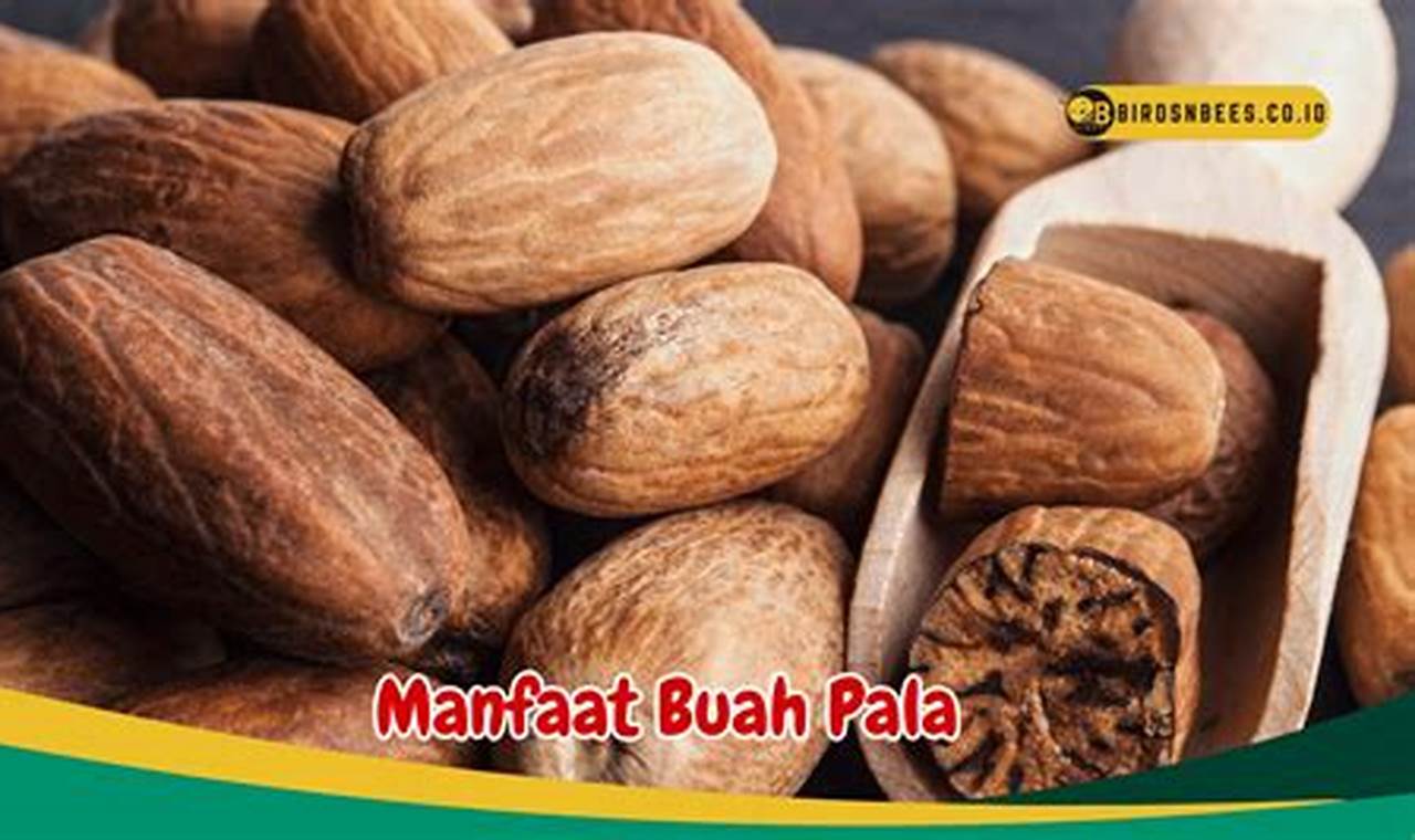 Manfaat Buah Pala yang Jarang Diketahui, Salah Satunya Tingkatkan Fungsi Otak!