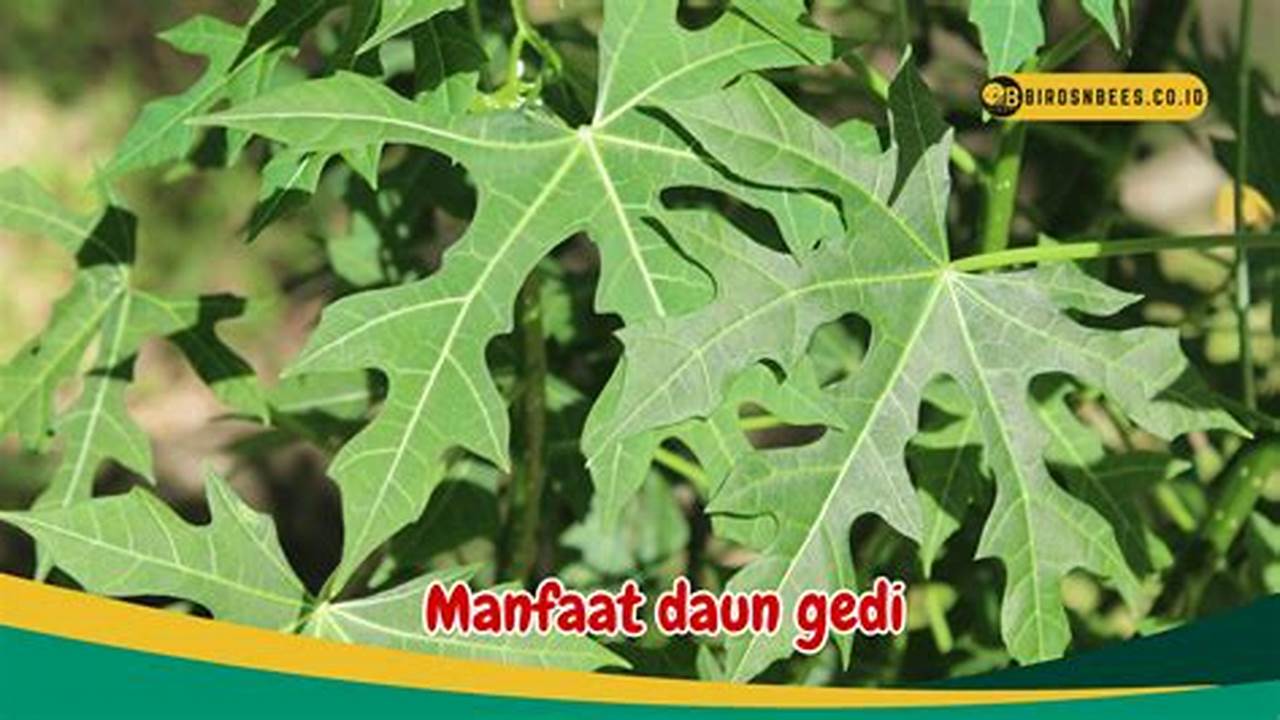 Temukan Manfaat Daun Gedi untuk Kesehatan yang Jarang Diketahui