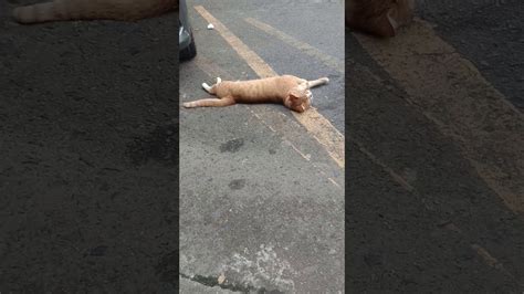 Ketemu Kucing Jalanan Di Sitinjau Lawikhaus kasih sayank..😭😭 YouTube