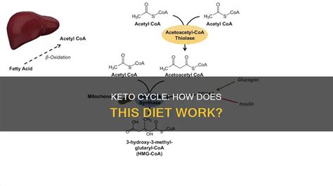 Keto Cycle Cancellation