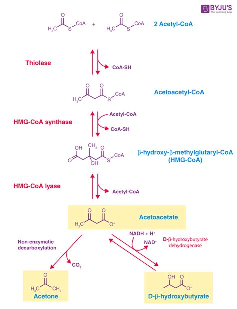 Ketogenesis Explained