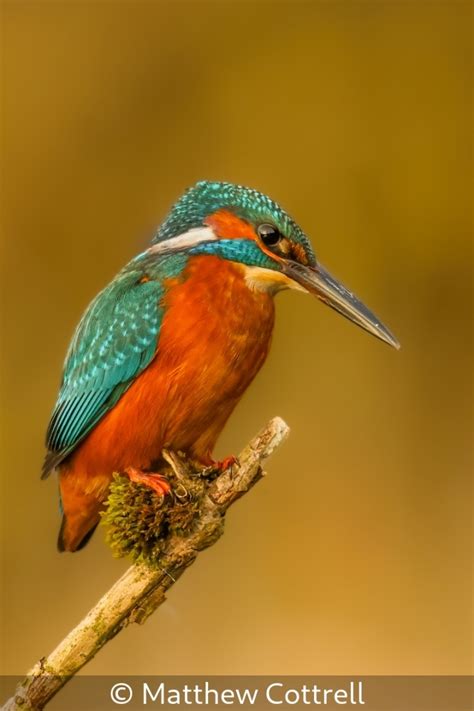 Kettering Photography