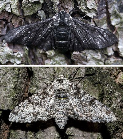 Moths on a tree trunk