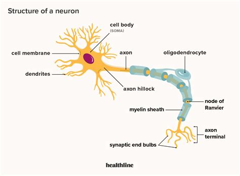 Key Parts And Functions Of The Neuron